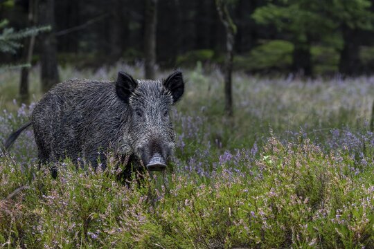 Familiar, a wild boar (Sus scrofa) passes through flowering broom heather, mast year, acorn mast, defensive, September, Denmark