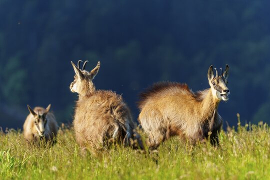 Three chamois looking in different directions on a green meadow, chamois, chamois, (Rupicapra rupicaprae), wildlife, Vosges, France