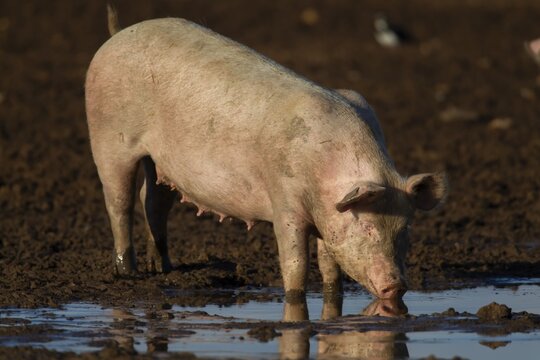 Domestic pig (Sus scrofa domesticus) adult farm animal drinking from a puddle in a muddy field, England, United Kingdom
