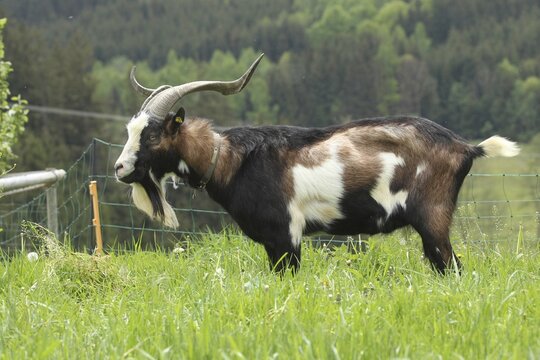 Domestic goat (Capra aegagrus hircus) 3, 5 year old buck, highly endangered species, Allg&auml;u, Bavaria, Germany