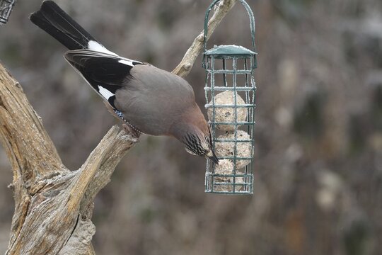 Eurasian jay (Garrulus glandarius) at winter feeding in the forest, Allg&auml;u, Bavaria, Germany, Allg&auml;u, Bavaria, Germany