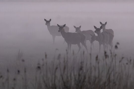 Even though the fog provides shelter for rotted animals (Cervus elaphus) and calves, it also provides cover for their enemies, which is why constant vigilance is required, fog landscape, Denmark