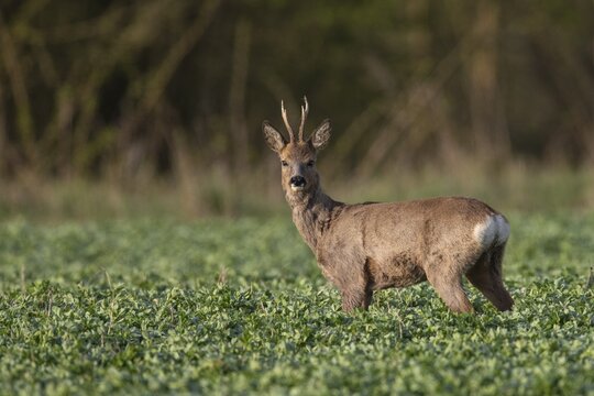Roebuck in field, Germany
