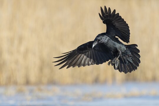 Common raven (Corvus corax), Feldberger Seenlandschaft, Mecklenburg-Western Pomerania, Germany