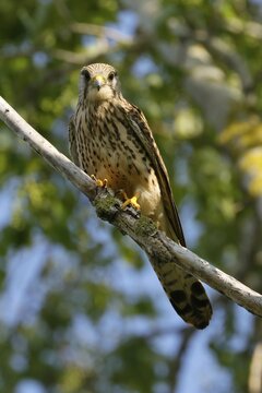 Saker falcon (Falco cherrug), on a branch, wildlife, Burgenland, Austria