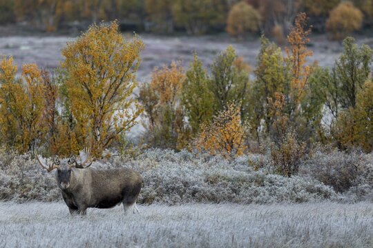 I watch the spectacle of the 3 photographers until I'm sick to death, to my surprise they retreat and disappear, fortunately peace returns to me and also to the bull moose (Alces alces), hoarfrost, autumn, Ruska, rut, moose rut, Norway