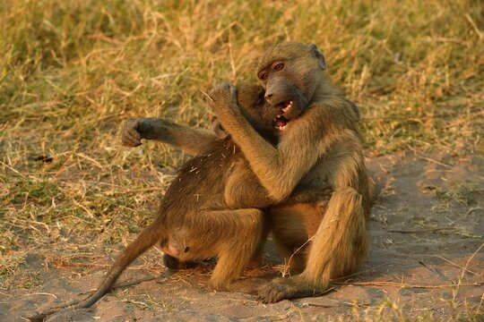 Two Chacma baboons (Papio ursinus), two young animals play together, Chobe National Park, Botswana