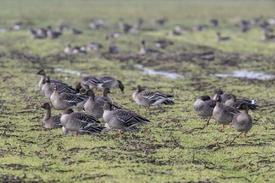 Bean geese (Anser fabalis), Emsland, Lower Saxony, Germany