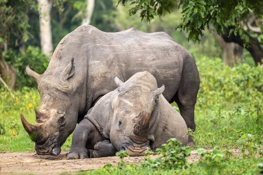 Southern white rhino (Ceratotherium simum simum), two animals, Ziwa Rhino Sanctuary, Uganda