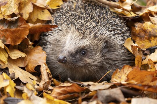 European hedgehog (Erinaceus europaeus) adult animal emerging from fallen autumn leaves, England, United Kingdom