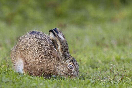 This year's brown hare (Lepus europaeus) searches for food in a natural car park near the North Sea coast, Germany