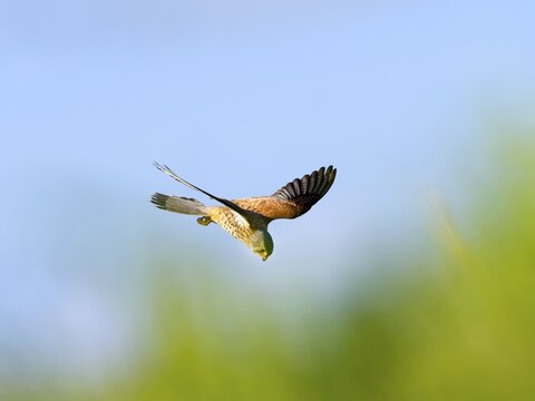 Kestrel, female Common Kestrel (Falco tinnunculus) in flight, searching for prey, Texel Island, Netherlands