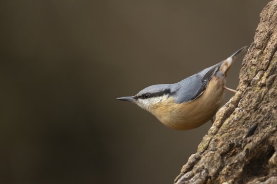 European nuthatch (Sitta europaea) adult bird on a tree stump, Suffolk, England, United Kingdom