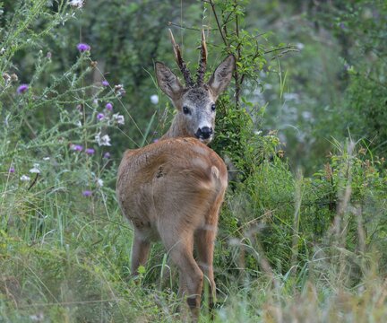 Roe deer (Capreolus capreolus), roebuck standing in a meadow and looking attentively, wildlife, Thuringia, Germany