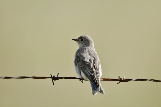 Mountain Bluebird (Sialia currucoides), female sitting on barbed wire fence, Waterton Lakes National Park, Alberta, Canada