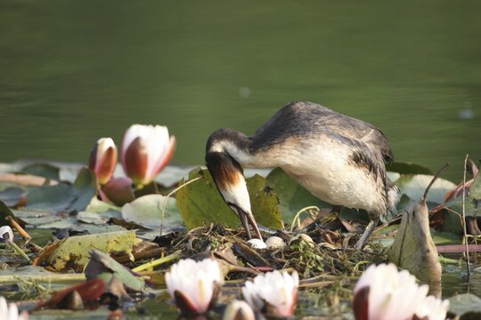 Great Crested Grebe (Podiceps Scalloped ribbonfish) turning the eggs on the floating nest between blooming water lilies, Allg&auml;u, Bavaria, Germany, Allg&auml;u, Bavaria, Germany