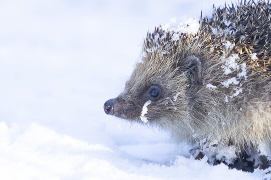 European hedgehog (Erinaceus europaeus) adult animal in a snow covered garden in winter, England, United Kingdom