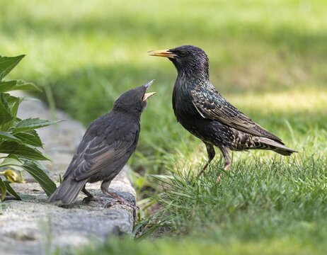 Common starling (Sturnus vulgaris) young bird and adult bird, the young bird begs for food with open beak, Lower Saxony, Germany