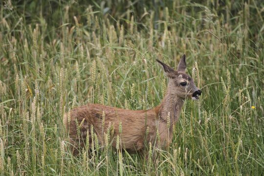 European roe deer (Capreolus capreolus) approx. 7 weeks old fawn in tall grass, Allg&auml;u, Bavaria, Germany