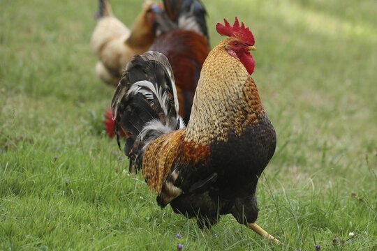 Domestic chicken, rooster, Sulmtal rooster, strutting, free-range, organic farming, Lower Austria, Austria, Lower Austria