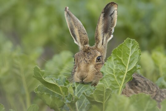 European brown hare (Lepus europaeus) adult animal eating a leaf in a farmland sugar beet crop, England, United Kingdom