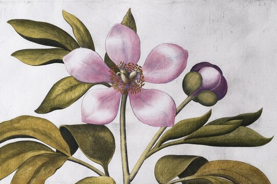 Pink flower, large-leaved peony (Paeonia Mascula), hand-coloured copperplate engraving by Basilius Besler, from Hortus Eystettensis, 1613