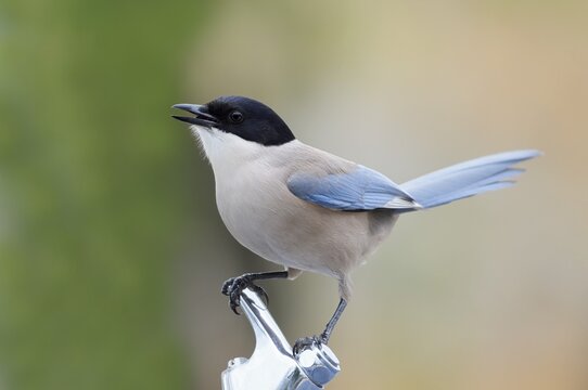 Blue magpie (Cyanopica cyanus), Algarve, Portugal