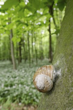 Burgundy snail (Helix pomatia) with sealed snail shell on a tree trunk, North Rhine-Westphalia, Germany