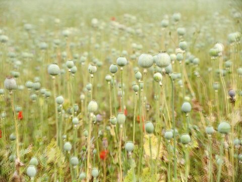 Field with baking poppy, multiple exposure of the capsules, poppy capsule, Saxony-Anhalt, Germany