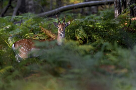 The rays of the evening sun penetrate the foliage of the beech trees, the fallow deer (Dama dama) is up early and foraging for food among the bracken, Germany