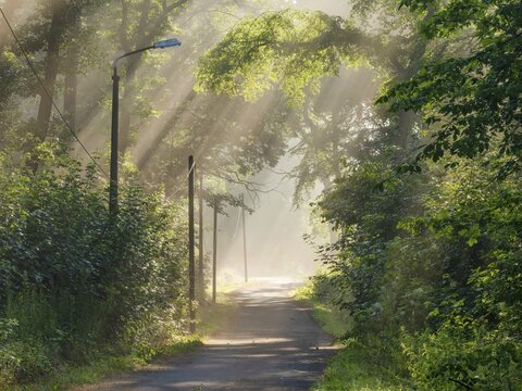 Narrow country road through green forest in the morning light with sun rays breaking through the trees and light fog, Ziegeroda Forest, Saxony-Anhalt, Germany