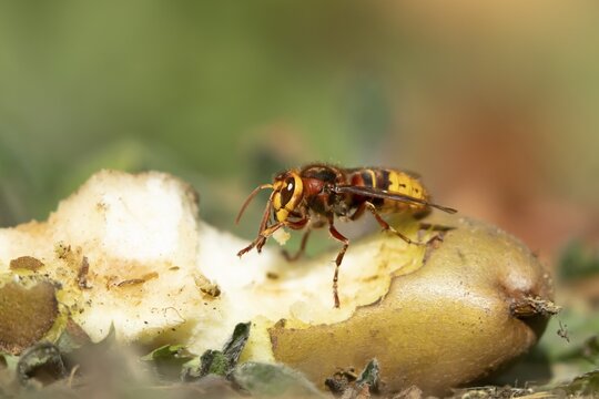 European hornet (Vespa crabro) adult insect feeding on a fallen pear fruit in a garden in summer, England, United Kingdom