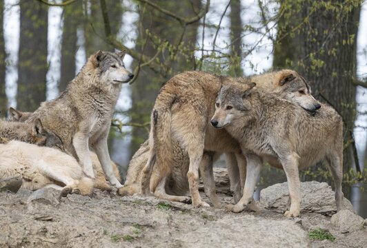 Wolf, gray wolves (Canis lupus), social behaviour, captive, Germany