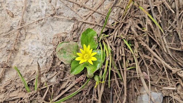 Lesser celandine flower with yellow petals blooming beside a large stone slab, surrounded by dry mulch and grass in springtime.
📍 Hawraman Takht, Kurdistan, Iran 