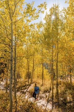 Young woman on hiking trail, Jenny Lake Trail, autumn yellow aspen, Grand Teton National Park, Wyoming, USA