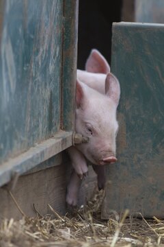 Pig (Sus domesticus) juvenile piglet squeezing out of a pigsty Suffolk, England, United Kingdom