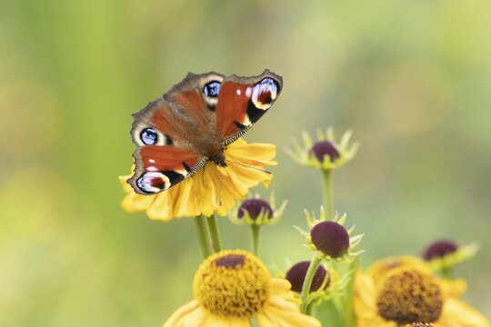 Peacock butterfly (Aglais io) adult insect feeding on a garden Helenium flower in summer, Suffolk, England, United Kingdom