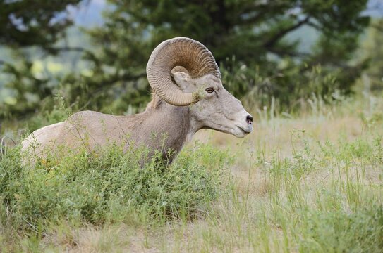 Rocky Mountains bighorn sheep (Ovis canadensis canadensis), ram, Banff National Park, Alberta, Canada
