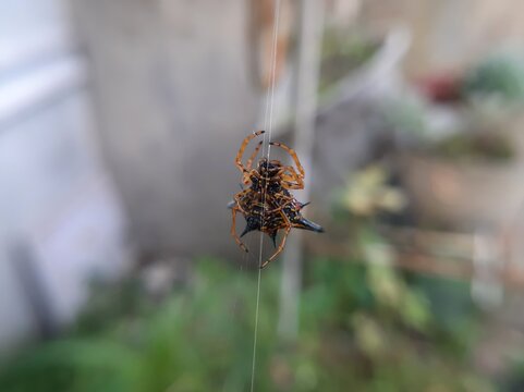 Hasselt's spiny spider on its web macro close up