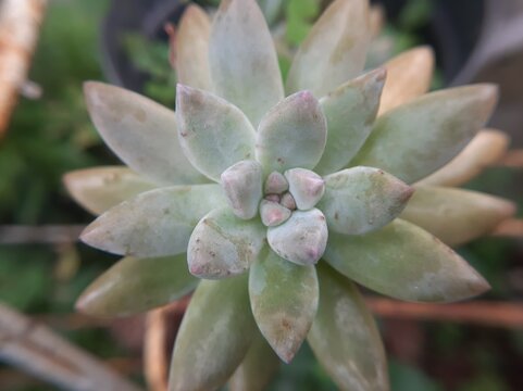 Beautiful pastel colored Graptopetalum succulent plant rosette growing in a pot