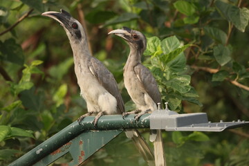 Gray Hornbill pair © Rajender