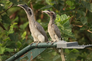 Gray Hornbill pair © Rajender