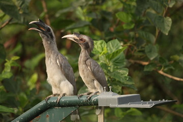 Gray Hornbill pair © Rajender