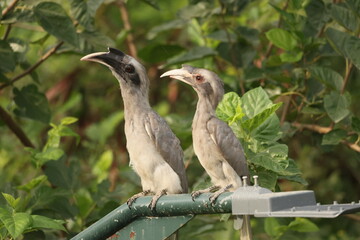 Gray Hornbill pair © Rajender