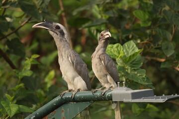 Gray Hornbill pair © Rajender