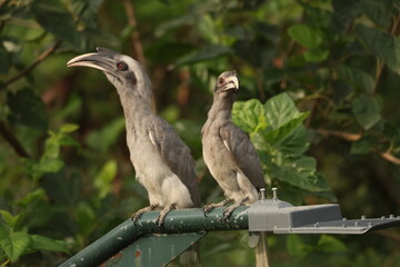 Gray Hornbill pair © Rajender