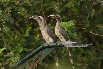 Gray Hornbill pair © Rajender
