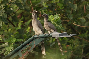 Gray Hornbill pair © Rajender
