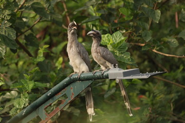 Gray Hornbill pair © Rajender