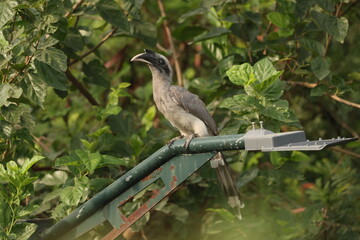 Gray Hornbill pair © Rajender